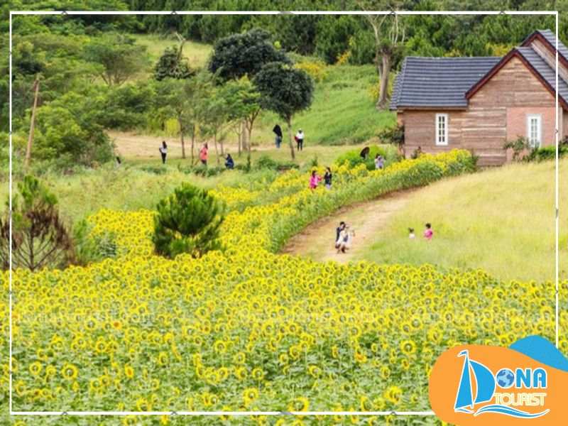 canh-dong-hoa-huong-duong-da-lat-milk-farm.jpg (82 KB)