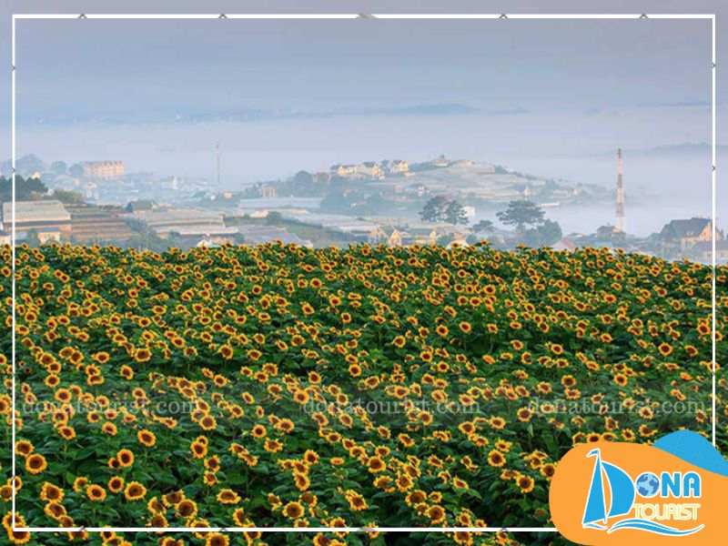 canh-dong-hoa-huong-duong-doi-mong-mo.jpg (79 KB)