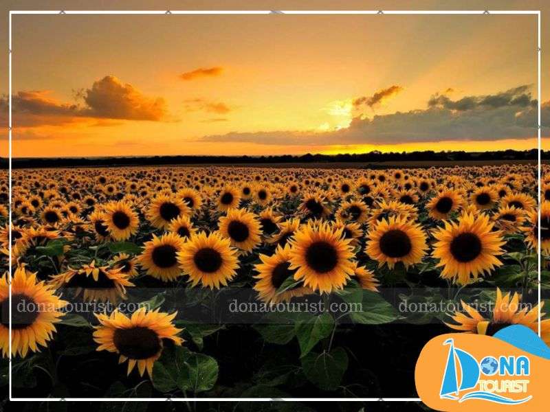 mua-chinh-canh-dong-hoa-huong-duong.jpg (75 KB)