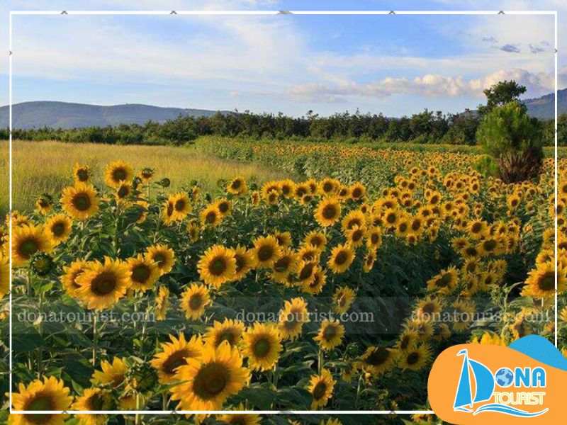 mua-phu-canh-dong-hoa-huong-duong.jpg (77 KB)