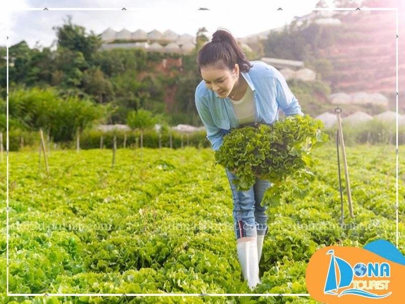 trai-nghiem-lam-nong-dan-cao-nguyen-lam-vien.jpg (88 KB)