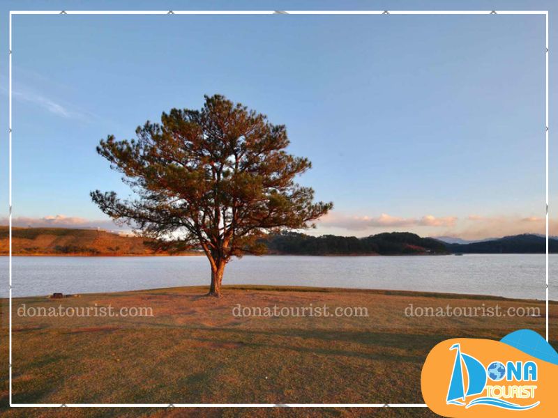 cay-co-don-da-lat-o-dau.jpg (83 KB)