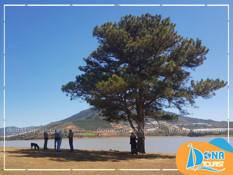 luu-y-check-in-cay-co-don-da-lat.jpg (102 KB)