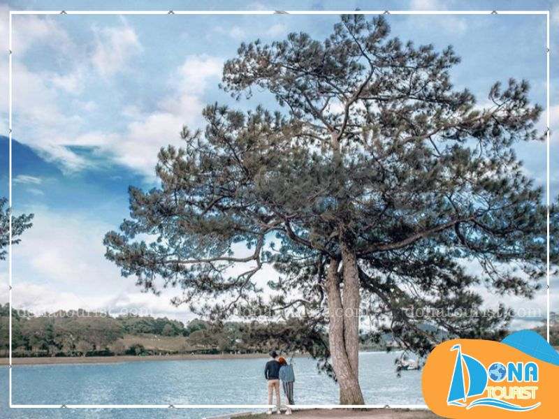 suc-song-cay-co-don-da-lat.jpg (93 KB)