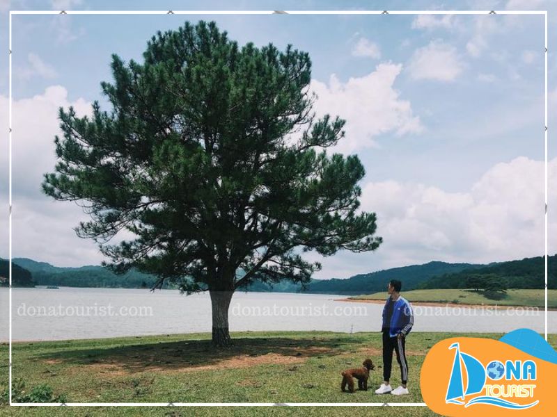 thoi-diem-check-in-cay-co-don-da-lat.jpg (98 KB)