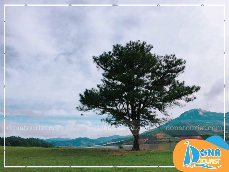 ve-dep-cay-co-don-da-lat.jpg (86 KB)