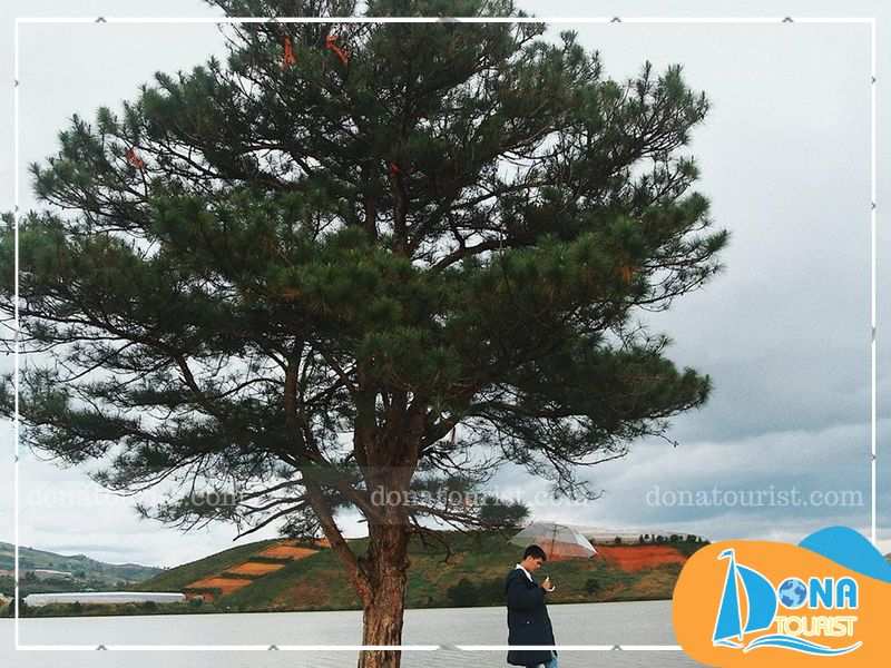 y-nghia-ten-cay-co-don-da-lat.jpg (76 KB)