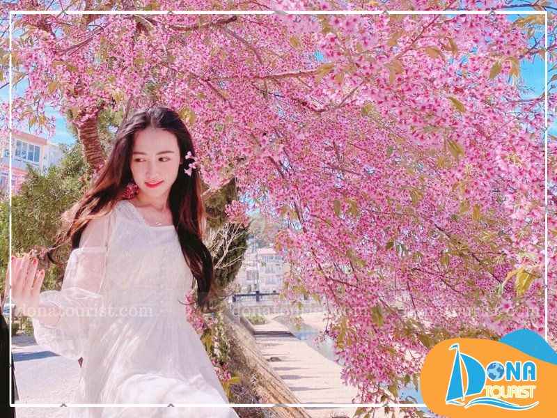 con-doc-da-lat-hoa-dao-da-quy.jpg (85 KB)