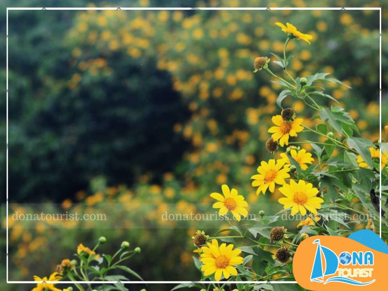 y-nghia-hoa-da-quy.jpg (81 KB)