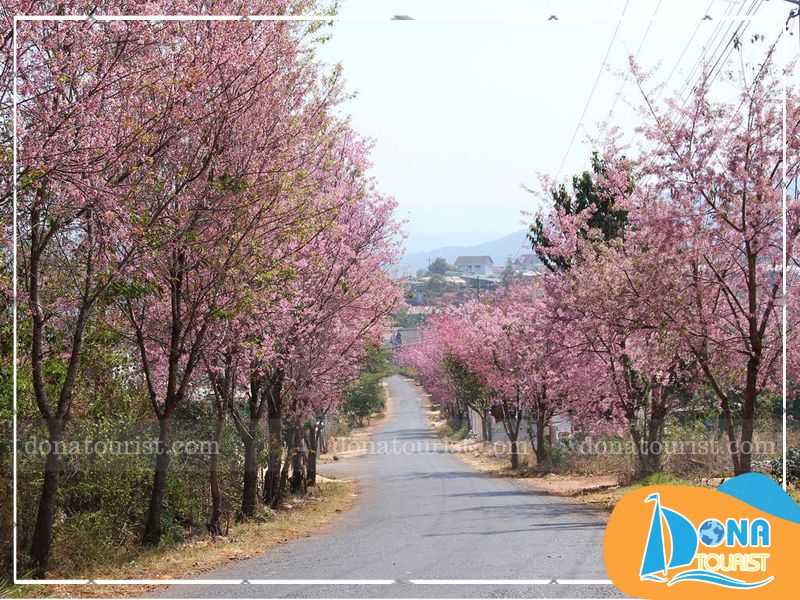 diem-ngam-mua-hoa-mai-anh-dao-thang-may.jpg (87 KB)