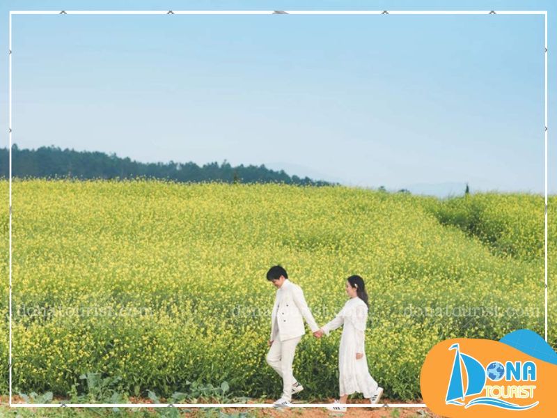 gioi-thieu-mua-hoa-cai-vang-da-lat.jpg (90 KB)