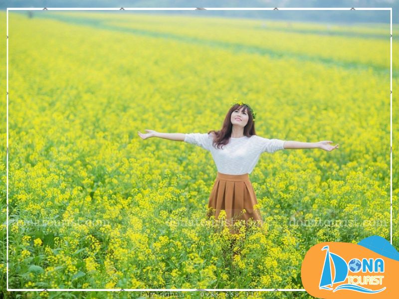 hoa-cai-vang-da-lat-cau-dat-farm.jpg (102 KB)