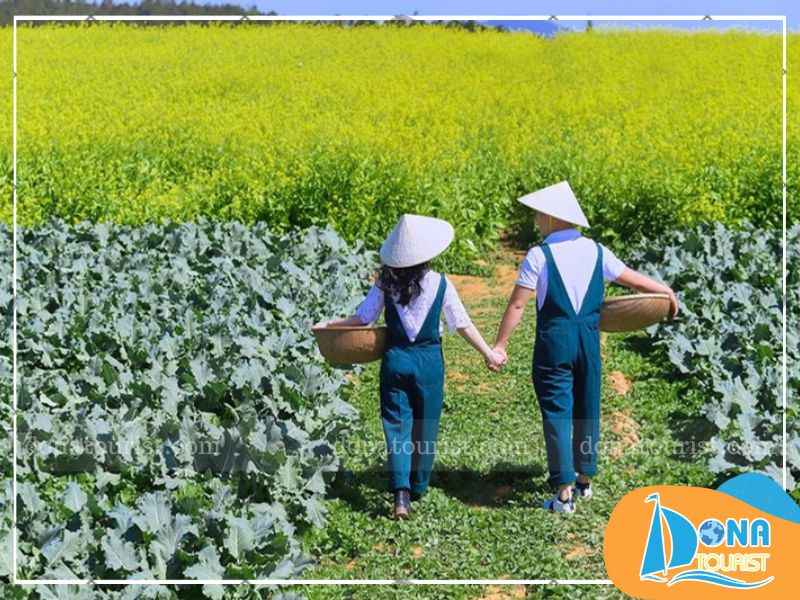 hoa-cai-vang-da-lat-cong-ty-phuc-loc-tho.jpg (75 KB)