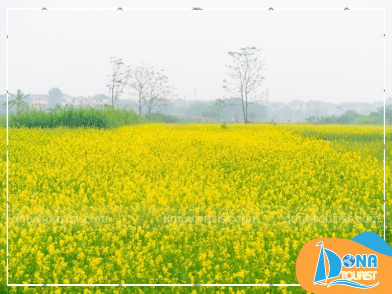 hoa-cai-vang-da-lat-tai-cac-quan-ca-phe.jpg (92 KB)