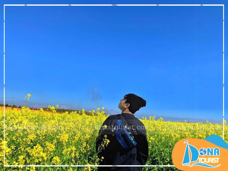 khung-canh-tho-mong-mua-hoa-cai-vang-da-lat.jpg (75 KB)