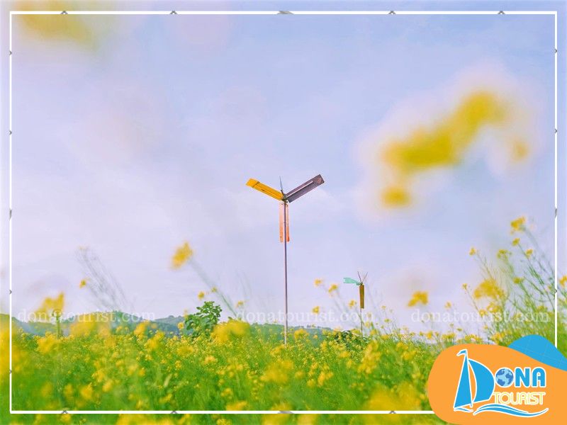 kinh-nghiem-tham-quan-hoa-cai-vang-da-lat.jpg (59 KB)