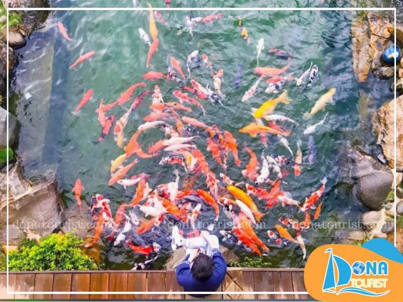 Hồ cá Koi thuần chủng được nhập khẩu trực tiếp từ Nhật Bản ho-ca-koi-kdl-la-phong.jpg (79 KB)