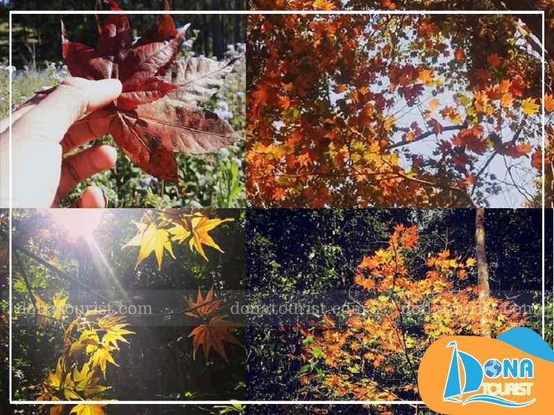 Rừng Lá Phong bừng lên sắc vàng đỏ rực rỡ, lãng mạn và thơ mộng rung-la-phong.jpg (101 KB)