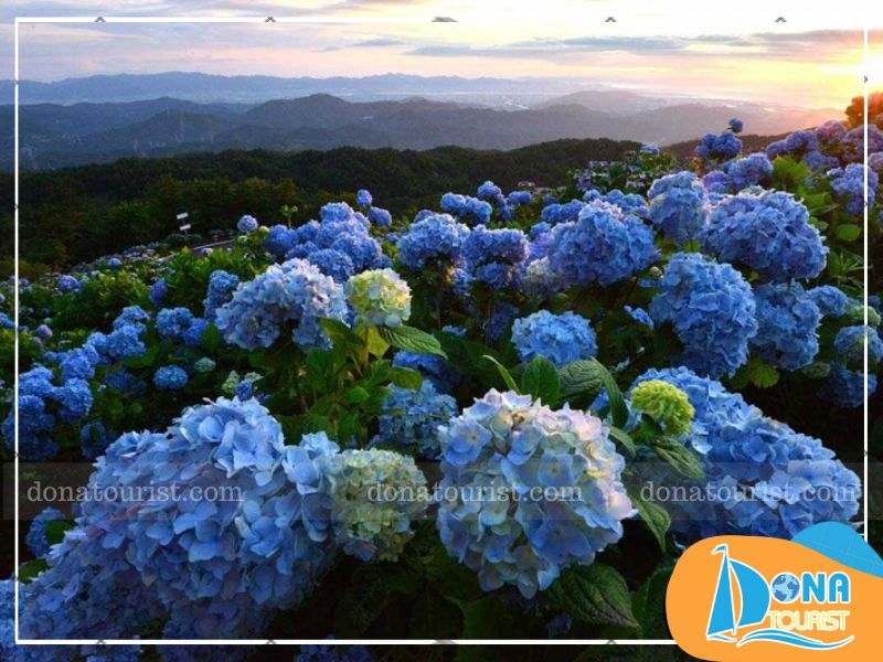 cam-tu-cau-da-lat.jpg (83 KB)