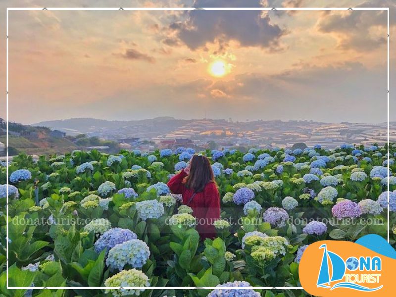 dac-diem-mua-hoa-cam-tu-cau-da-lat.jpg (96 KB)