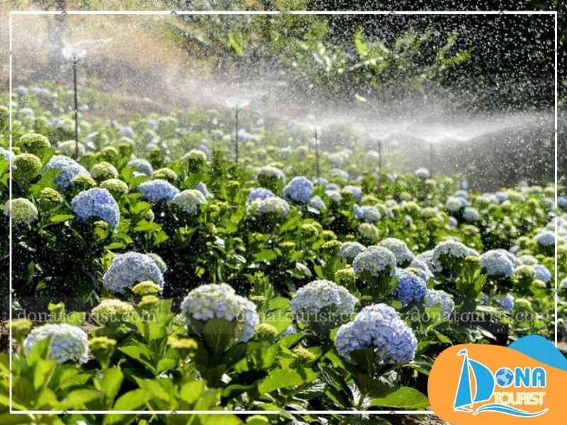 mua-hoa-cam-tu-cau-da-lat-lang-cu-lan.jpg (76 KB)