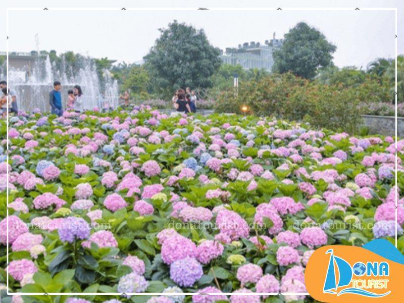 mua-hoa-cam-tu-cau-da-lat-thang-may.jpg (92 KB)