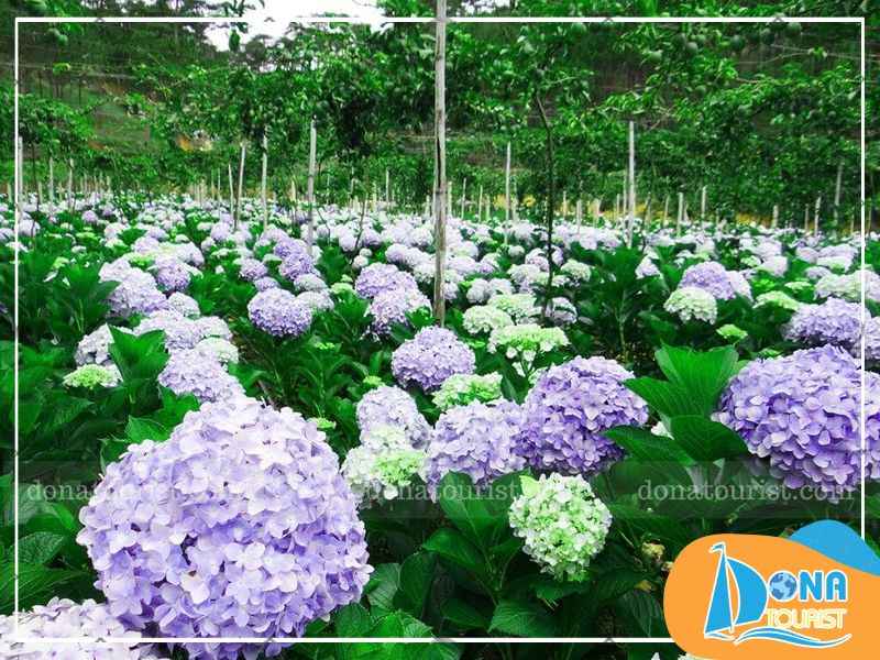 mua-hoa-cam-tu-cau-da-lat-thung-lung-tinh-yeu.jpg (83 KB)