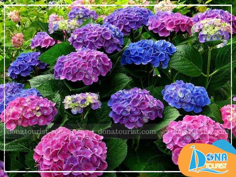 mua-hoa-cam-tu-cau-da-lat-trai-mat.jpg (81 KB)