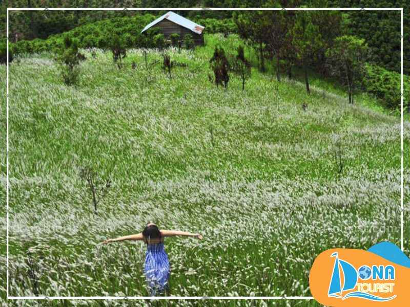 gioi-thieu-mua-hoa-co-lau-da-lat.jpg (76 KB)