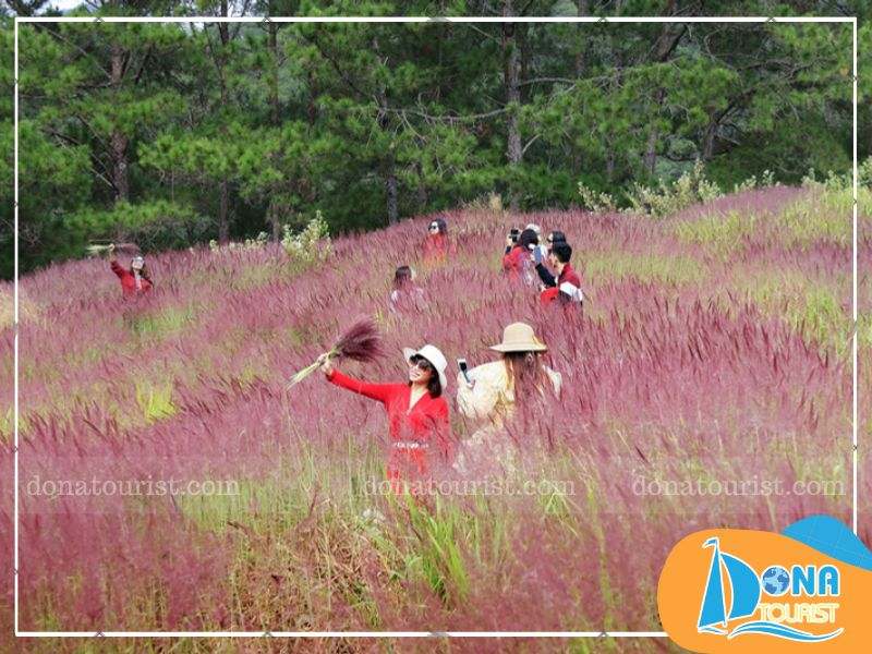 luu-y-khi-ngam-mua-hoa-co-lau-da-lat.jpg (88 KB)