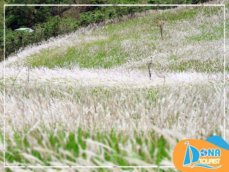 mua-hoa-co-lau-da-lat-san-bay-cam-ly.jpg (102 KB)