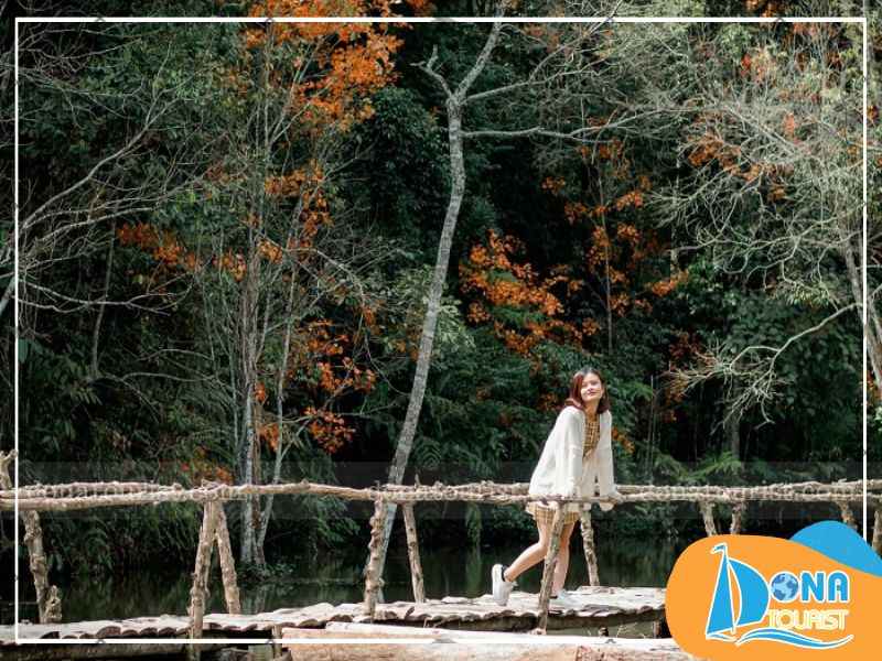 gioi-thieu-mua-la-phong-da-lat.jpg (75 KB)