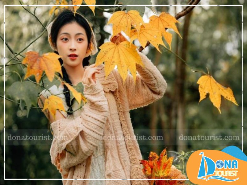 hinh-anh-mua-la-phong-da-lat-1.jpg (91 KB)