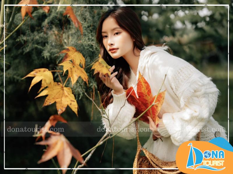 hinh-anh-mua-la-phong-da-lat-2.jpg (86 KB)