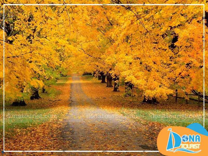 hinh-anh-mua-la-phong-da-lat.jpg (84 KB)