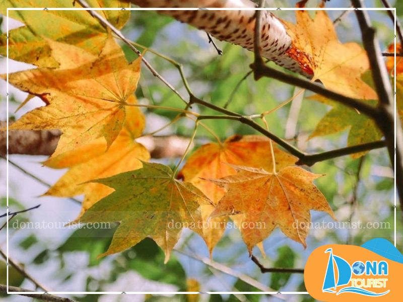 luu-y-khi-ngam-mua-la-phong-da-lat.jpg (89 KB)