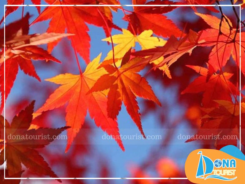 mua-la-phong-da-lat-dinh-lang-biang.jpg (82 KB)