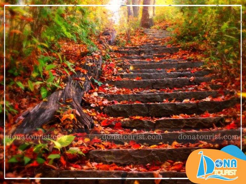 mua-la-phong-da-lat-dinh-samson.jpg (85 KB)