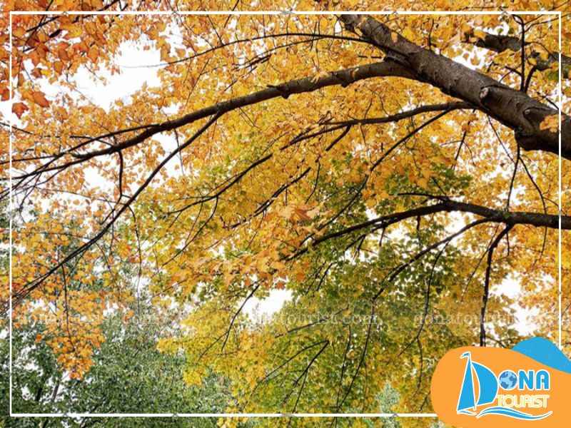 mua-la-phong-da-lat-thang-may.jpg (89 KB)