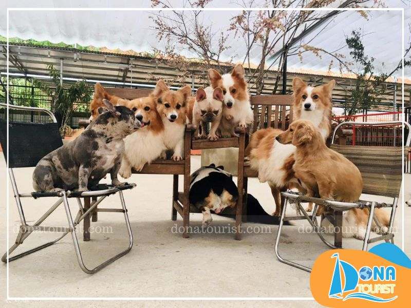 Nông trại Puppy Farm là khu du lịch kết hợp giữa thiên nhiên rộng lớn và nhiều hoạt động giải trí vui nhộn gioi-thieu-nong-trai-cung-puppy-farm.jpg (97 KB)