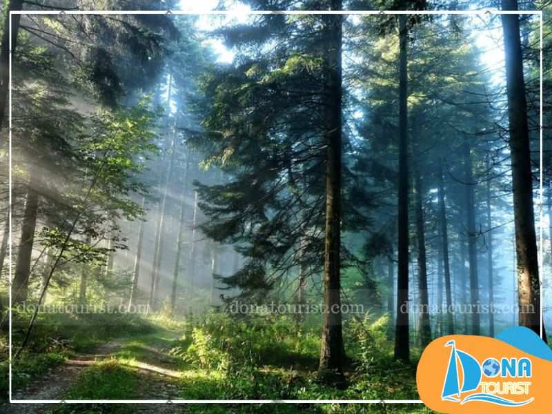 Rừng thông thu hút sự chú ý của con người ngay từ khi người Pháp đặt chân lên cao nguyên Đà Lạt vào năm 1893 rung-thong-da-lat-co-tu-bao-gio.jpg (73 KB)