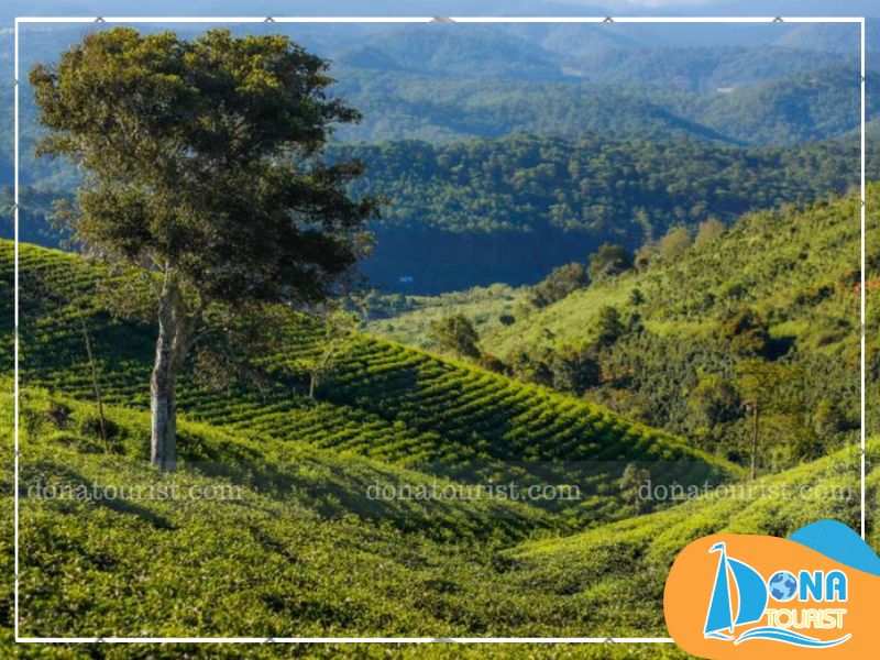 Rừng thông xanh rì trải dọc tuyến đường dẫn đến Đồi Chè Cầu Đất rung-thong-da-lat-doi-che-cau-dat.jpg (71 KB)