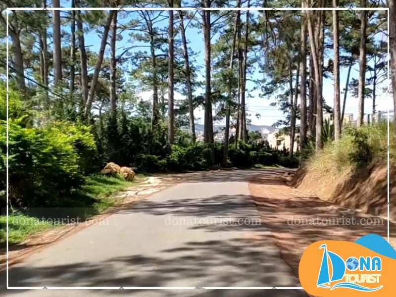 Rừng thông nằm trên tuyến đường Khởi Nghĩa Bắc Sơn rung-thong-da-lat-khoi-nghia-bac-son.jpg (75 KB)