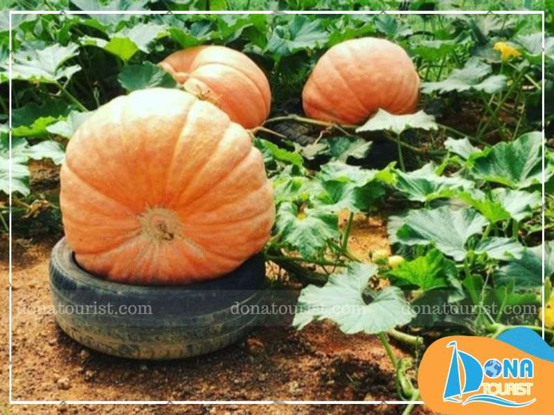 an-tuong-ten-goi-vuon-bi-ngo-khong-lo-da-lat.jpg (80 KB)