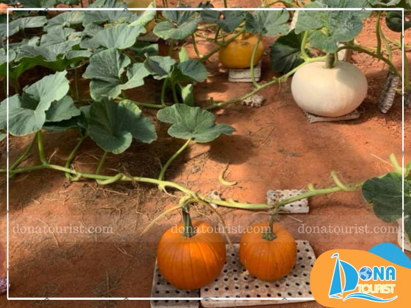 cach-trong-vuon-bi-ngo-khong-lo-da-lat.jpg (101 KB)