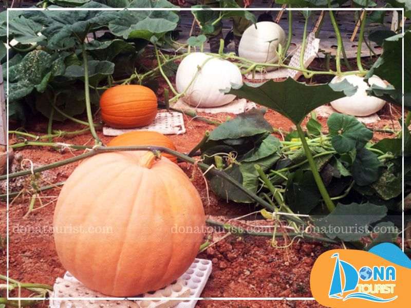 vuon-bi-ngo-khong-lo-da-lat-so-huu-vuon-uom-da-dang.jpg (81 KB)