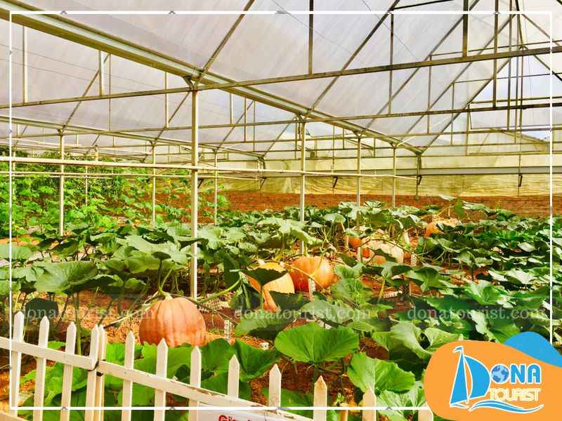 vuon-bi-ngo-khong-lo-da-lat-trong-tu-hat-giong-my.jpg (81 KB)