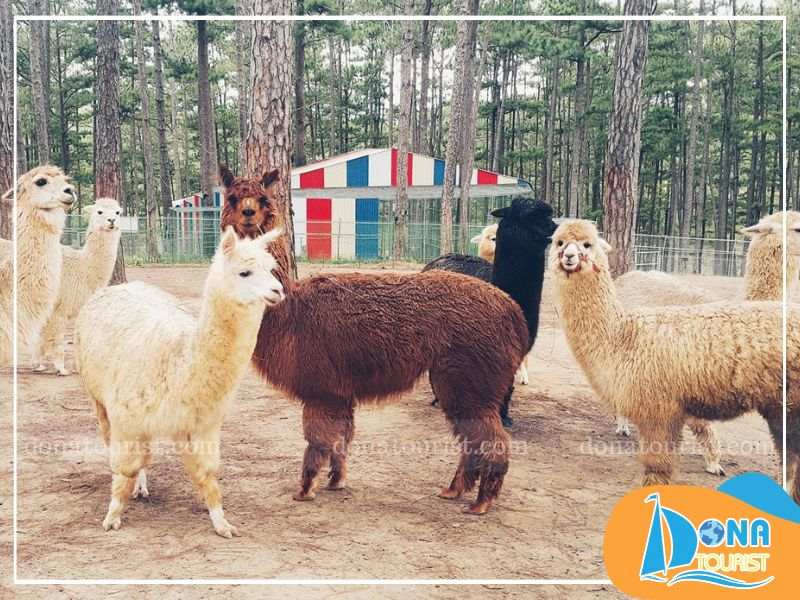 Vườn thú Zoodoo cách trung tâm thành phố Đà Lạt khoảng 34km dia-chi-vuon-thu-zoodoo.jpg (89 KB)
