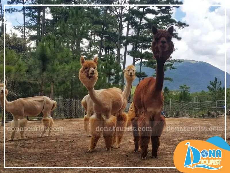 Zoodoo chào đón du khách từ 09:00 đến 18:00 hằng ngày gia-ve-vuon-thu-zoodoo.jpg (75 KB)