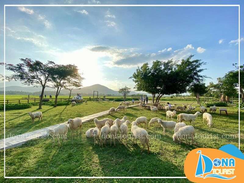 Du lịch Nha Trang tự túc 2 ngày 1 đêm tham quan đồng Cừu và suối Tiên lich-trinh-du-lich-nha-trang-tu-tuc-2-ngay-1-dem-3.jpg (81 KB)